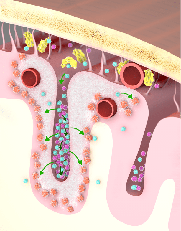 TRV-3-1 - Clinically Trials
